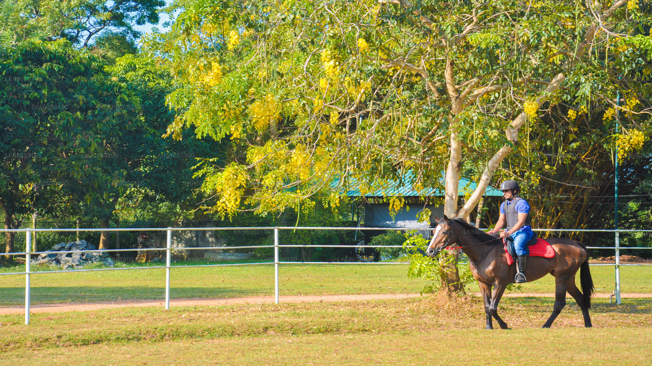 ハバラナ発の初心者向け乗馬