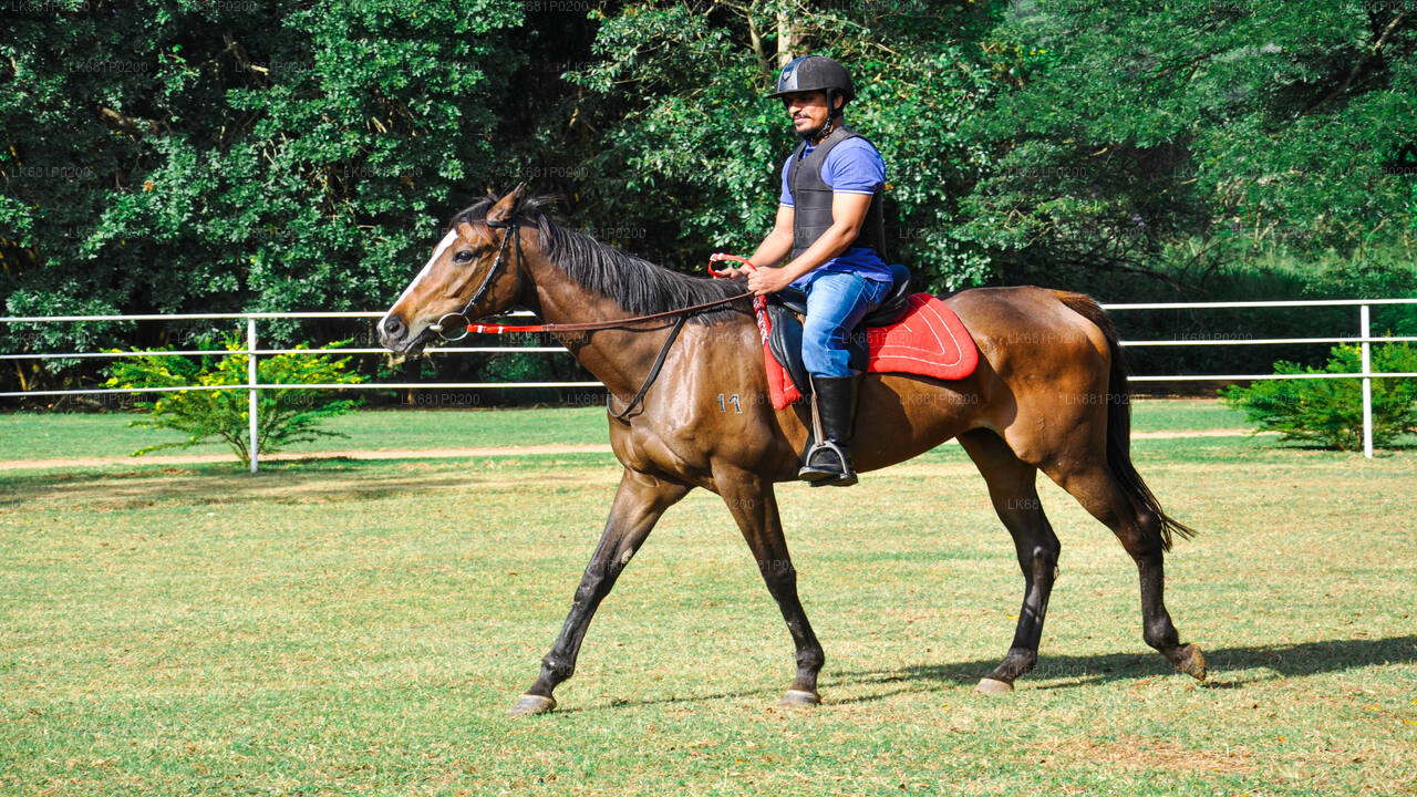 ニゴンボのプロフェッショナルのための乗馬