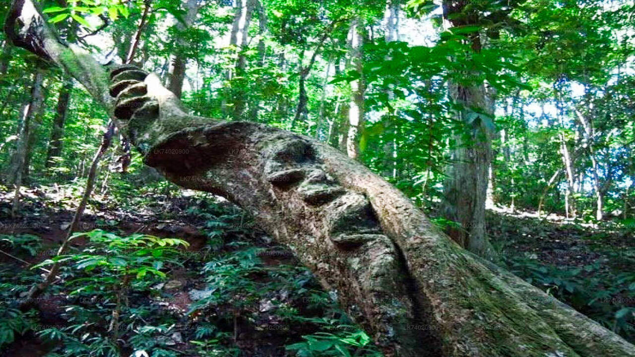 キャンディ発ウダワタケレ森林保護区ハイキング