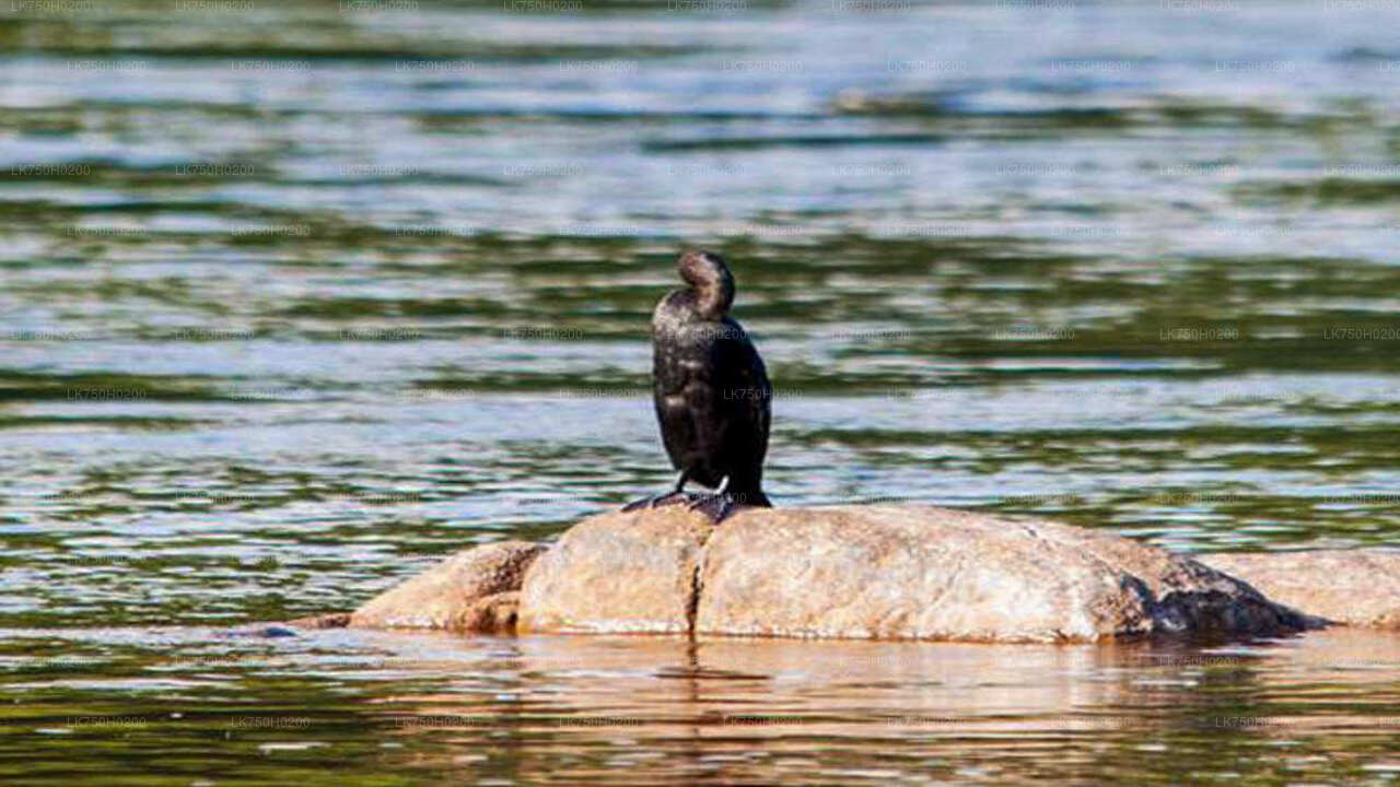 コロンボ発ムトゥラジャウェラ湿地でのバードウォッチング