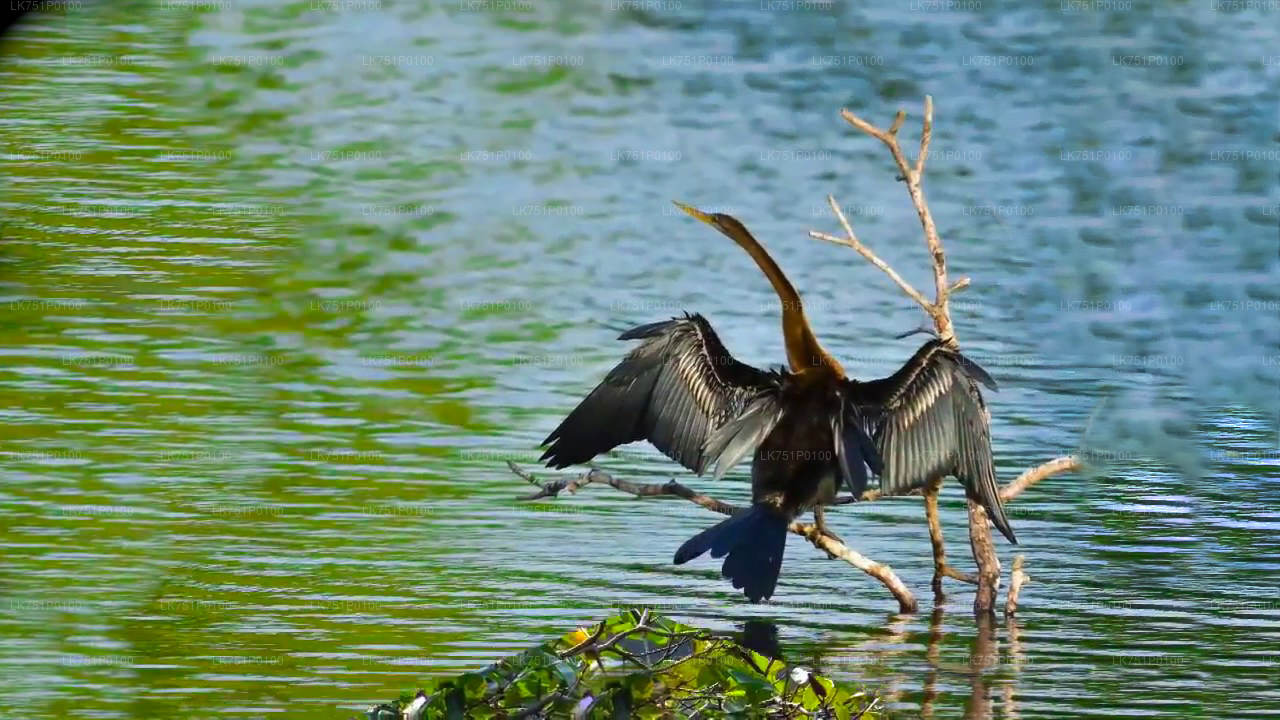 ネゴンボからムトゥラジャウェラ湿地でバードウォッチング