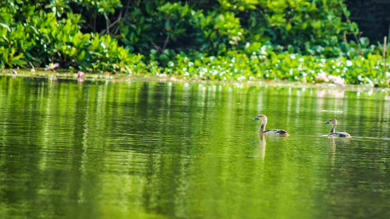 マウント・ラビニアのムトゥラジャウェラ湿地でのバードウォッチング