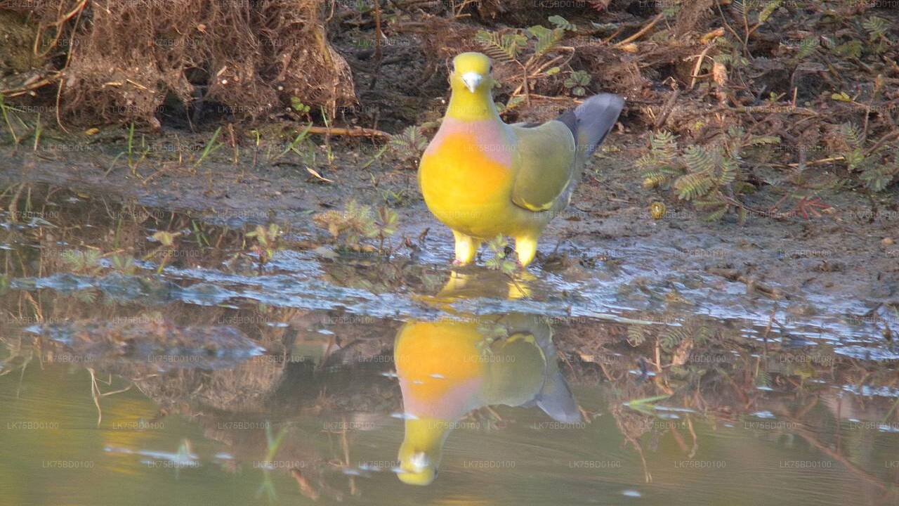 バンダラ国立公園からのバードウォッチング サファリ