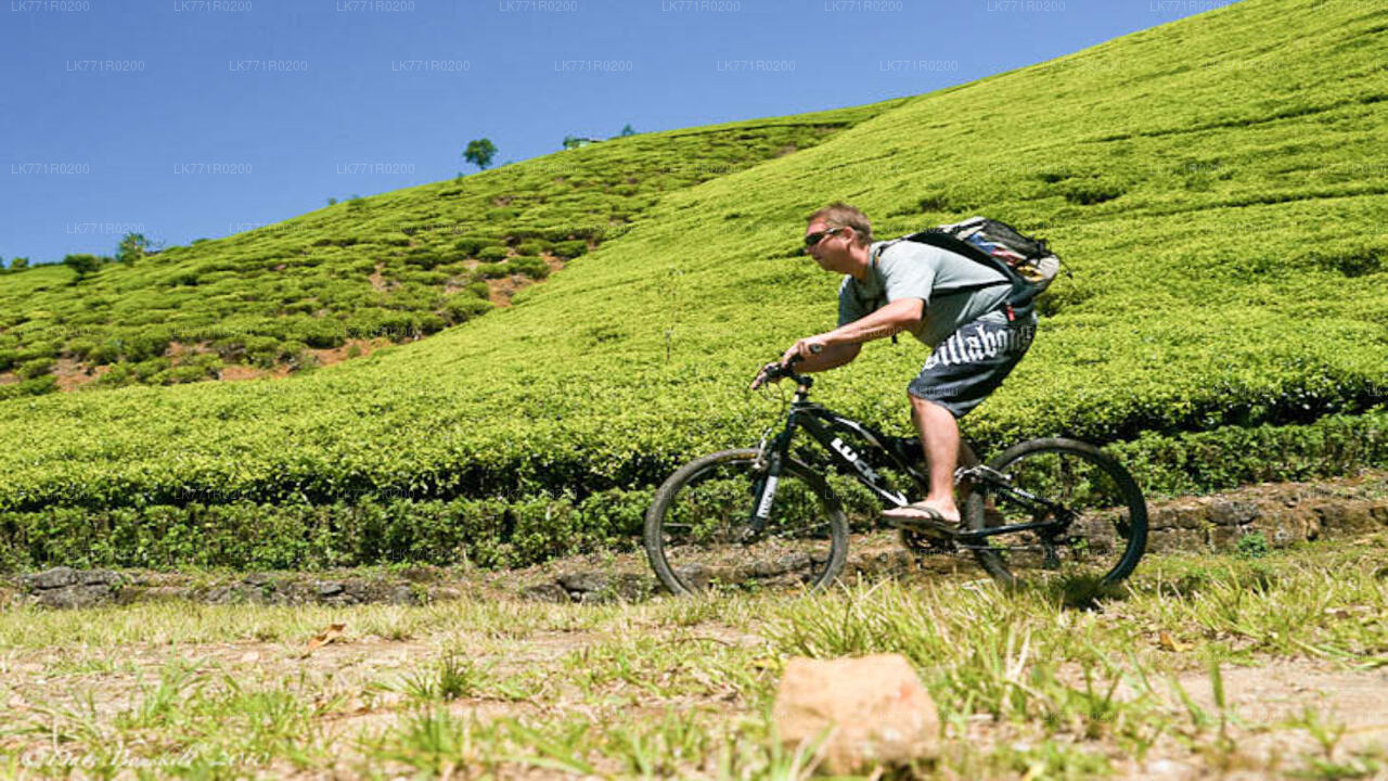 ヌワラエリヤから自転車で巡るティートレイル