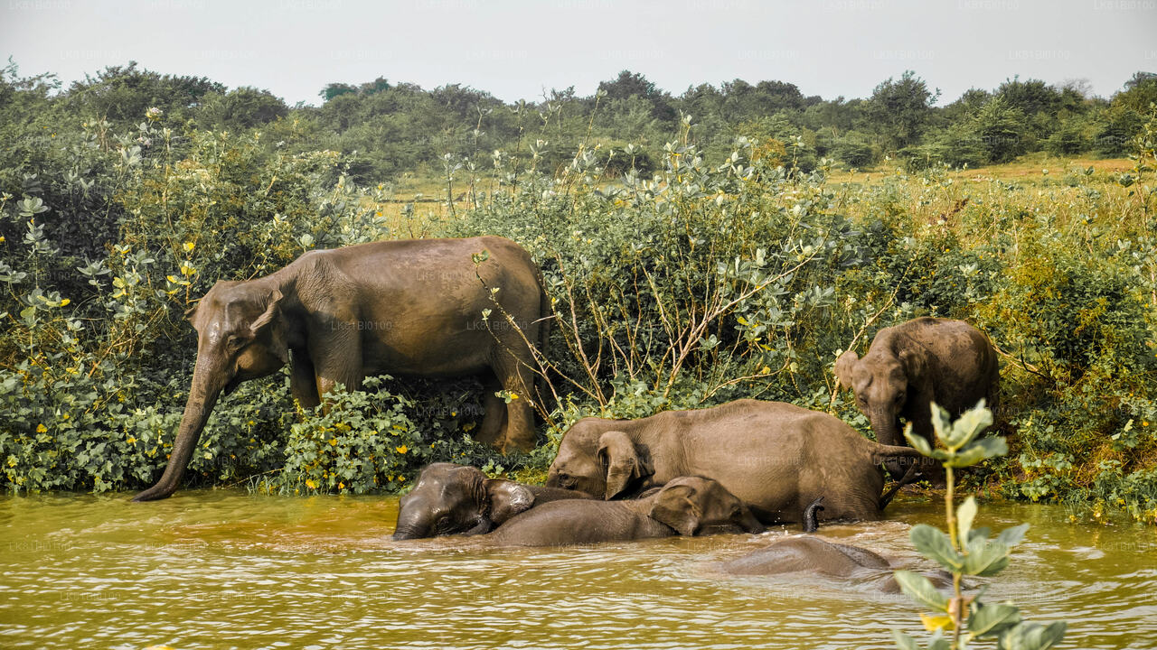 ハンバントタ港発ウダワラウェ国立公園サファリ