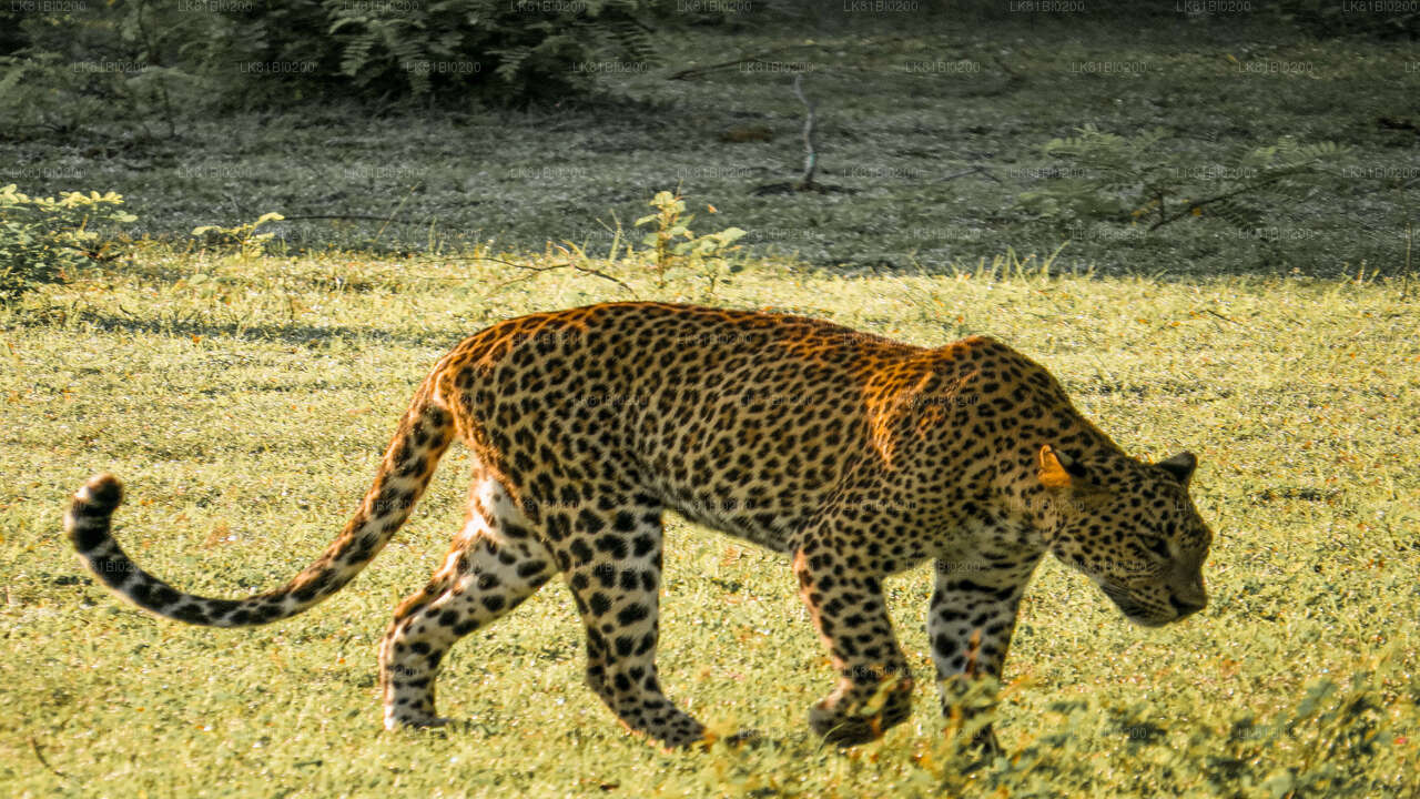 ハンバントータ港からのヤラ国立公園サファリ