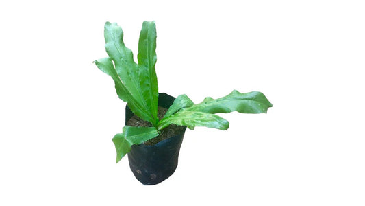 ロングコリアンダー (අඳු බීජ) 薬用植物